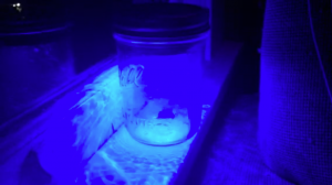 Mason jar with light casing and blue light.